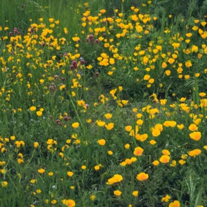 wildflowers, Conejo park