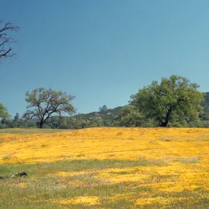 Santa Margarita Road, field of Lasthenia, wildflowers
