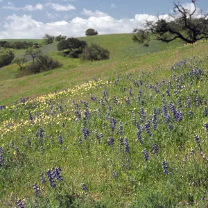 Foxen Canyon, field of wildflowers, cream cups and lupine