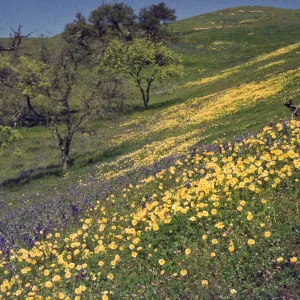 Foxen Canyon, field of wildflowers, tidytips