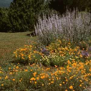 SBBG, Meadow border, wildflowers