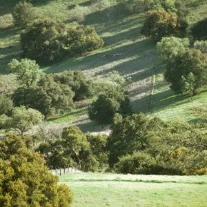 Happy Canyon, oak savannah