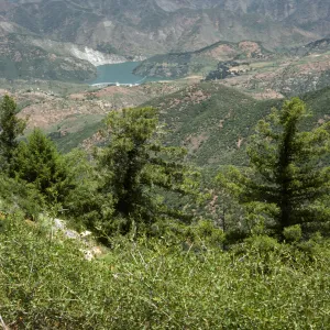 Gibraltar Dam, Santa Ynez River from Camino Cielo road, big cone spruce trees
