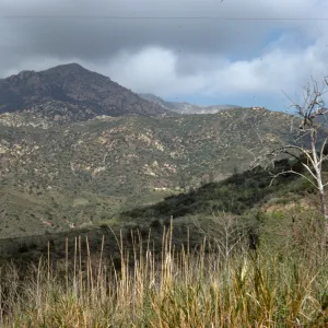 Santa Ynez Mountains near Palomino Road, 4 years after Coyote Fire