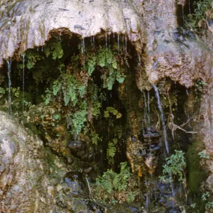 seep in Wheeler Gorge, Travertine and Maidenhair fern