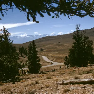 White Mountains summit, Sierra ridge in distance