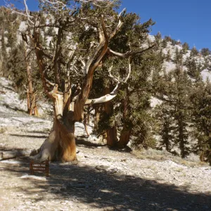 gnarled trees, Limber Pine (Pinus flexilis), White Mountains