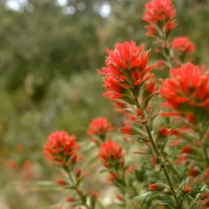 Drum Canyon, Paint Brush (Castilleja)