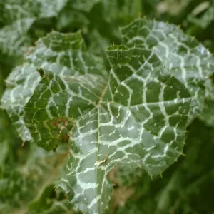 Milk Thistle Leaf, Drum Canyon