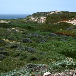 Point Conception (south of buildings) moist area, marsh in front