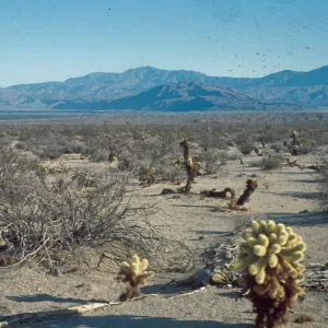 desert, teddybear cactus, mountains southeast of Santa Rosa from Borrego