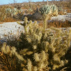Cholla, Sonoran desert, Anza Borrego