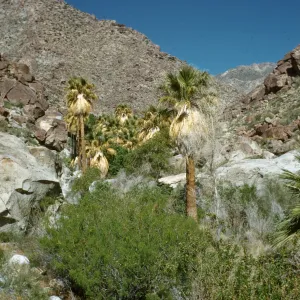 palm oasis, Palm Canyon, Borrego