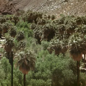 Palm Canyon, desert palm oasis