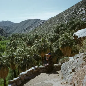 viewing Palm Canyon, from Trading Post