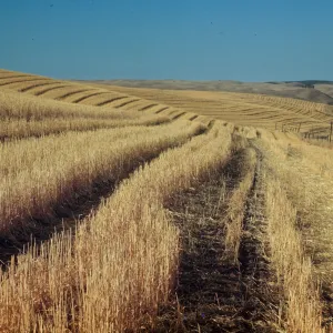 oat field, near Creston, rows of agricultural grassland