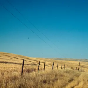 oat field near Creston, golden field, agricultural grassland