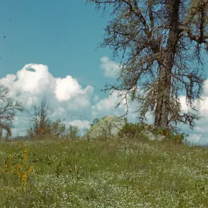 Cryptantha in bloom, oak, clouds, north of Glennville