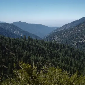 Highway 18, west of Big Bear Lake, mixed conifers