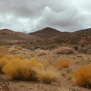 in Daylight Pass, Death Valley, desert, golden shrubs