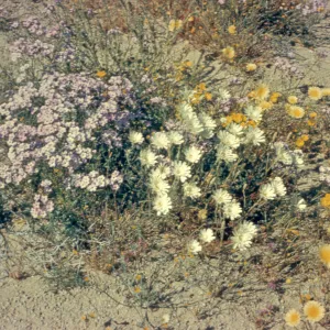 DV 154 'Desert Wildflowers'