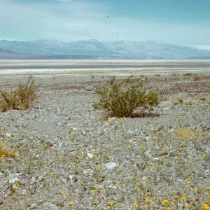 Geraea canescens, enroute to Scotty's Castle, Death Valley