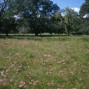 Foxen Canyon, pink wildflowers, oak woodland