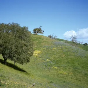 Foxen Canyon, wildflowers, sparce oak woodland, rolling hills