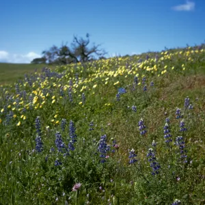 Foxen Canyon, wildflowers, Lupine