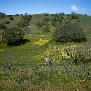 Foxen Canyon, wildflowers, oak woodland