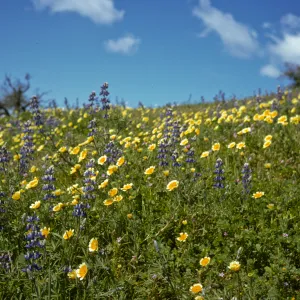 Foxen Canyon, wildflowers, lupine