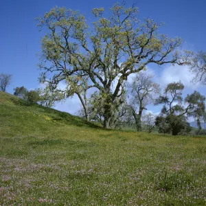 Foxen Canyon, wildflowers, oak woodland