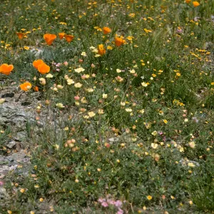 De la Guerra Spring wildflowers
