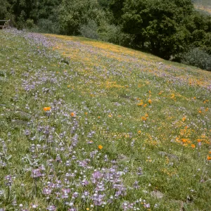 De la Guerra Spring wildflowers