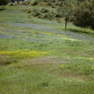 Foxen Canyon wildflowers