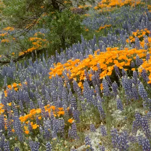 wildflowers, lupine and poppies at Gorman, Gorman Foothills