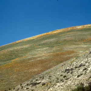 hill slope with wildflowers, Gorman foothills (poppies and Gilia)