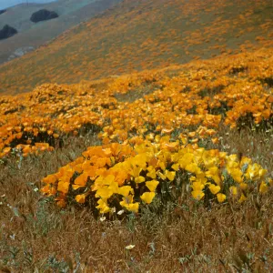 wildflowers, yellow and orange poppies as far as the eye can see, Gorman Hills, 1958