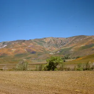 wildflowers, hills at Gorman, Gorman Hills covered with poppies, 1958