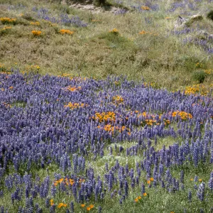lupine and poppies in bloom, wildflowers in Gorman
