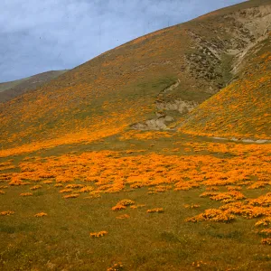 brilliant field of poppies, Gorman Hills, wildflowers
