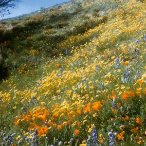 wildflower display, near willows, Gorman