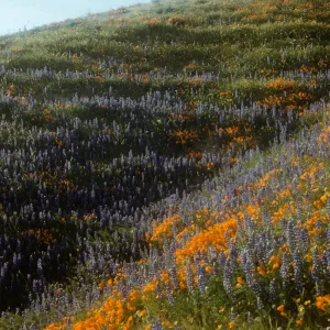 wildflowers, brilliant field of lupine and poppies, Gorman Hills, above Ojai
