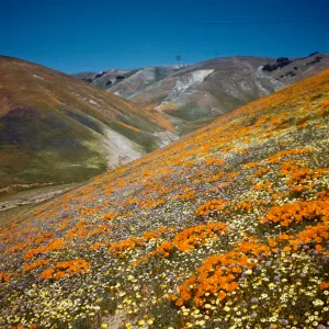 brilliant field of wildflowers, poppies, Gorman Hills