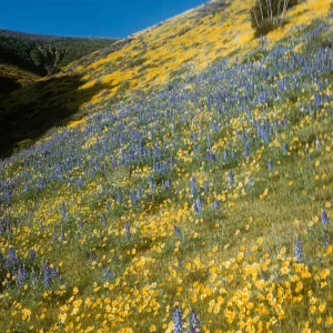 brilliant field of wildflowers, goldfields and lupine, Gorman Hills