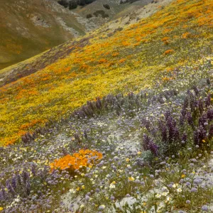 brilliant field of wildflowers, Gorman Hills