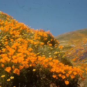 brilliant hill slope of wildflowers, poppies, Gorman Hills