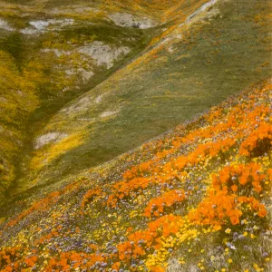 carpet of wildflowers, Gorman hills