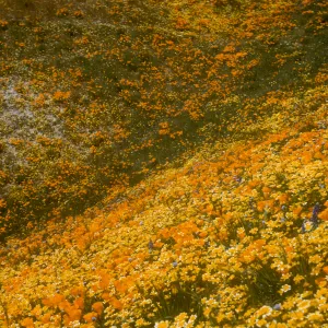 carpet of wildflowers, Gorman Hills