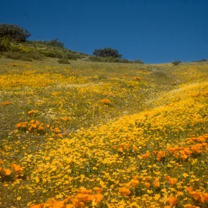 carpet of yellow wildflowers, goldfields and poppies, Gorman Hills